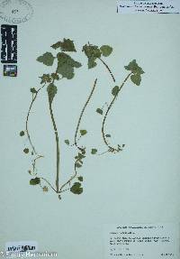 Lamium purpureum image