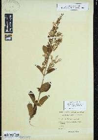 Scutellaria incana var. australis image