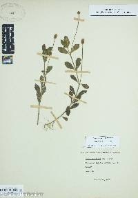 Phyla nodiflora image