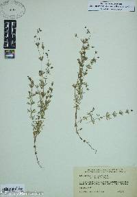 Galium concinnum image