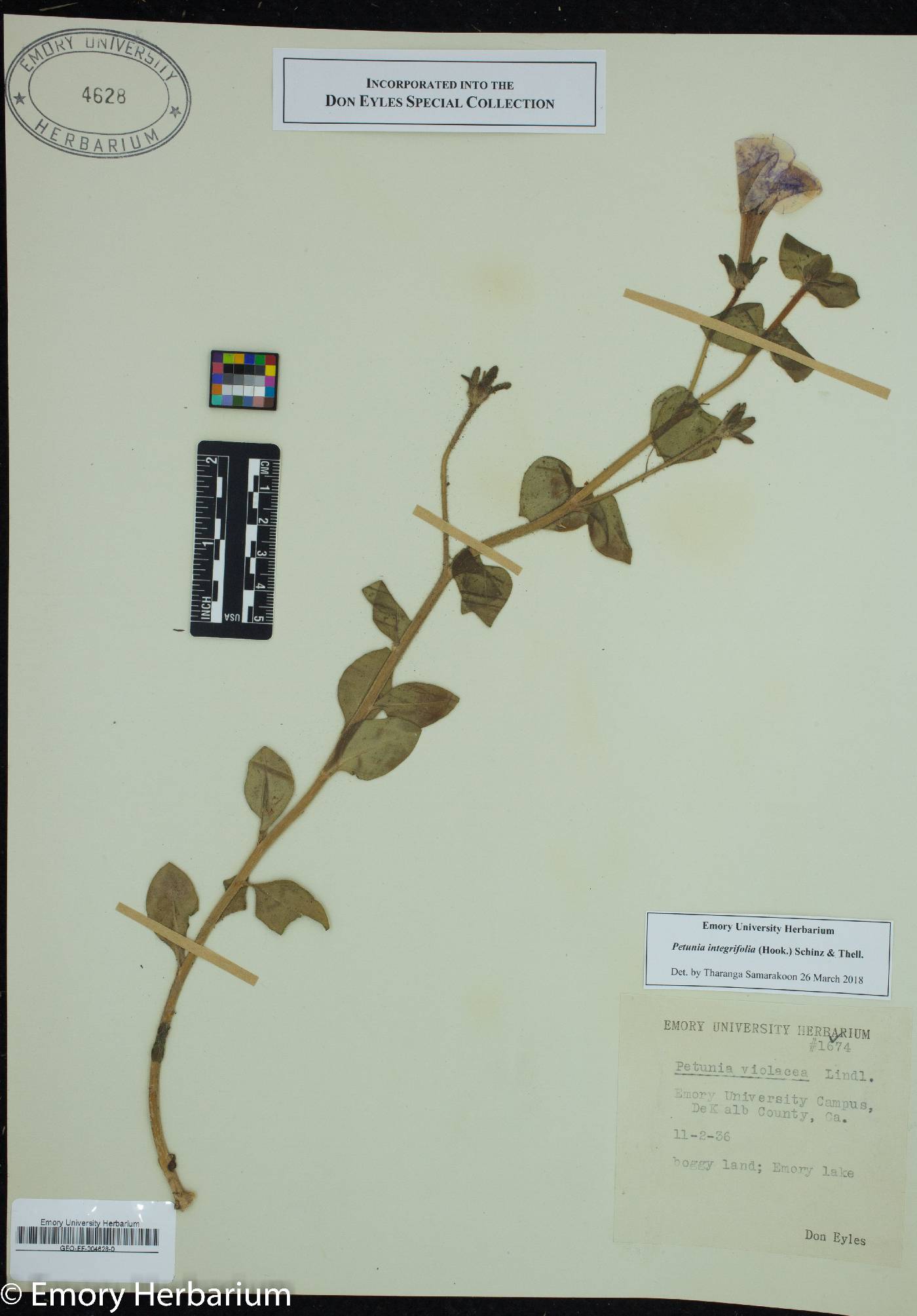 Petunia integrifolia image