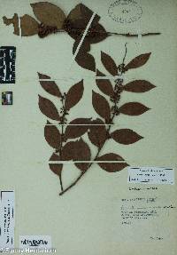 Lyonia lucida image