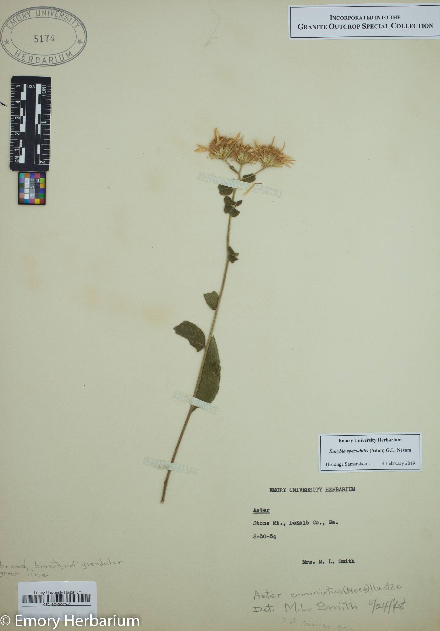 Eurybia spectabilis image