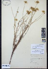 Balduina angustifolia image