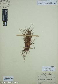 Cyperus squarrosus image