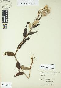 Pterocaulon pycnostachyum image