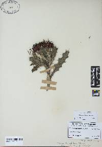 Cirsium horridulum image