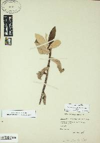 Pterocaulon pycnostachyum image