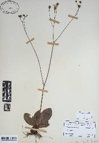 Hieracium venosum image