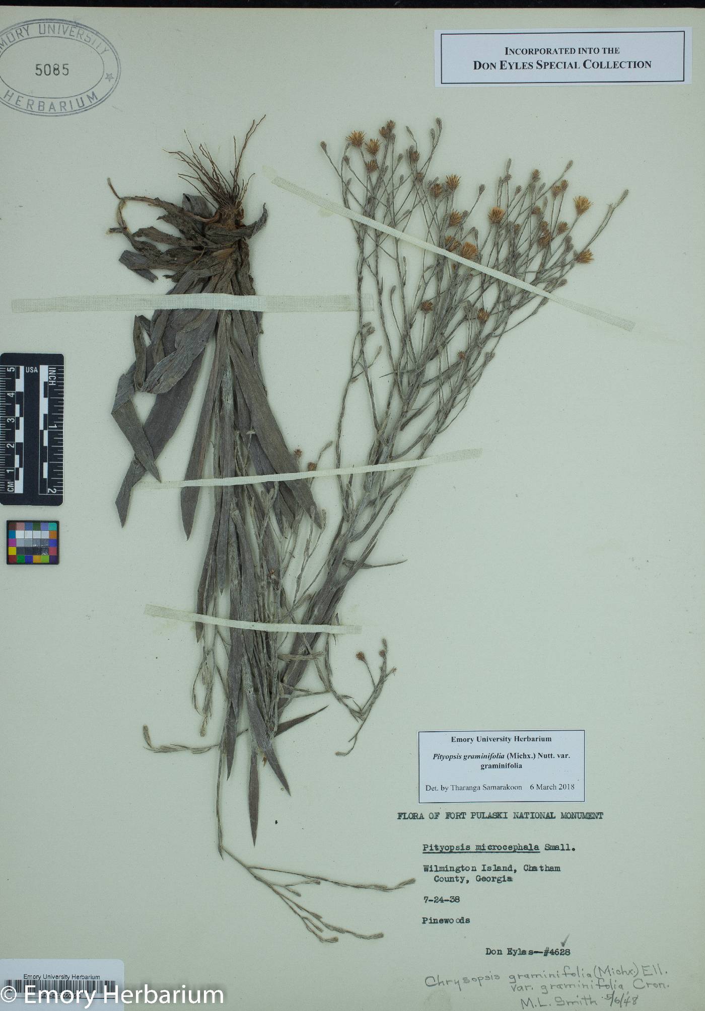 Pityopsis graminifolia var. graminifolia image