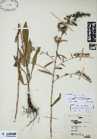 Solidago arguta var. boottii image