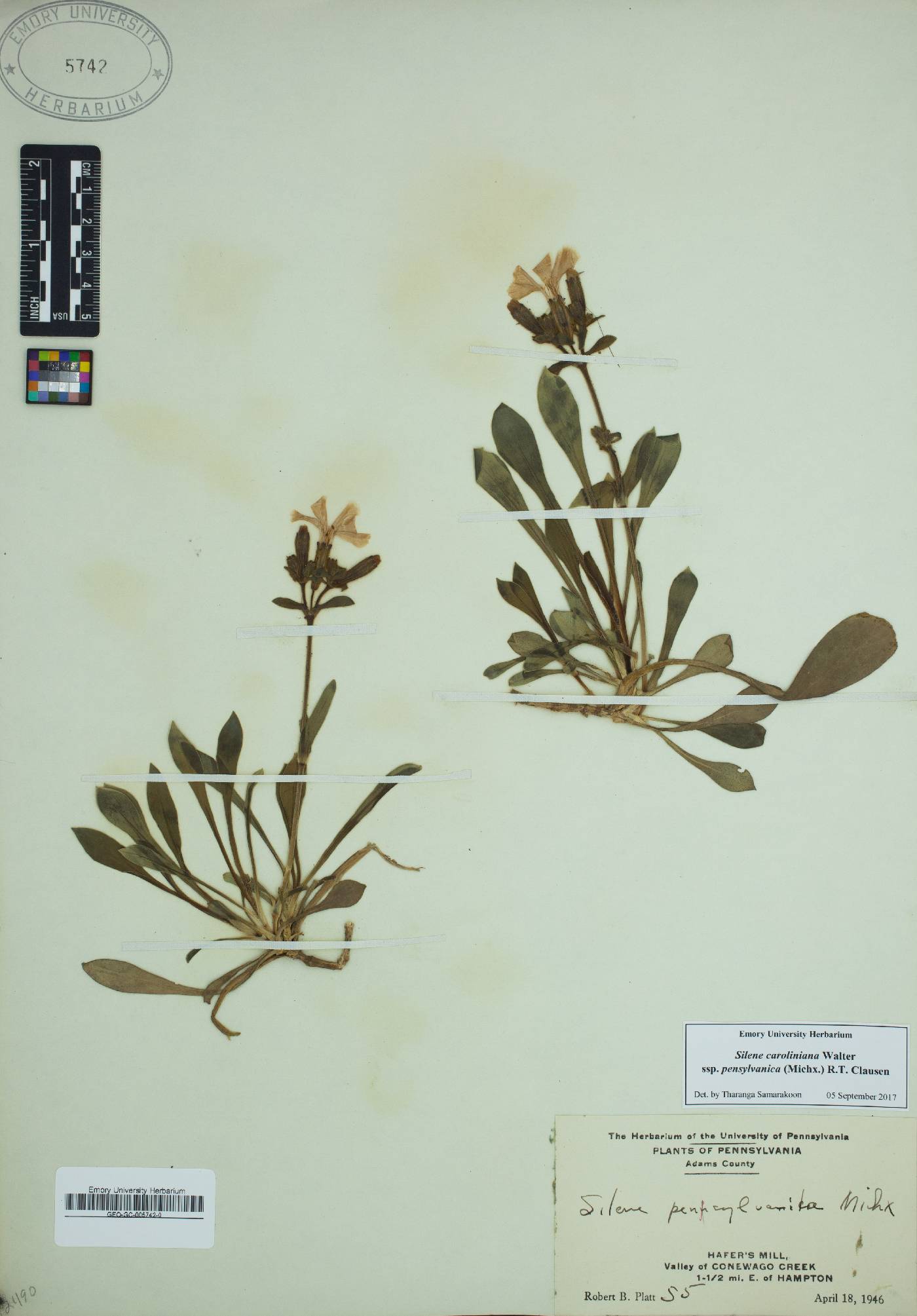 Silene caroliniana image