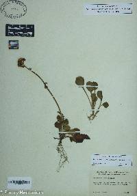 Packera obovata image