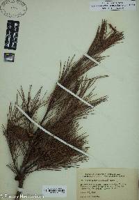 Pinus clausa image