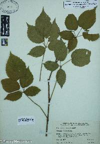 Rubus montensis image