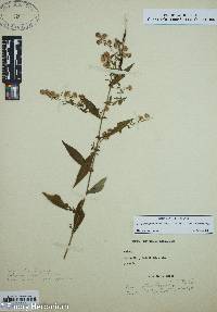 Symphyotrichum lateriflorum var. lateriflorum image