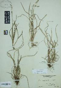 Poa cuspidata image