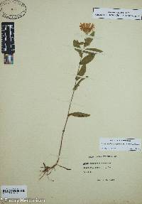 Image of Symphyotrichum georgianum