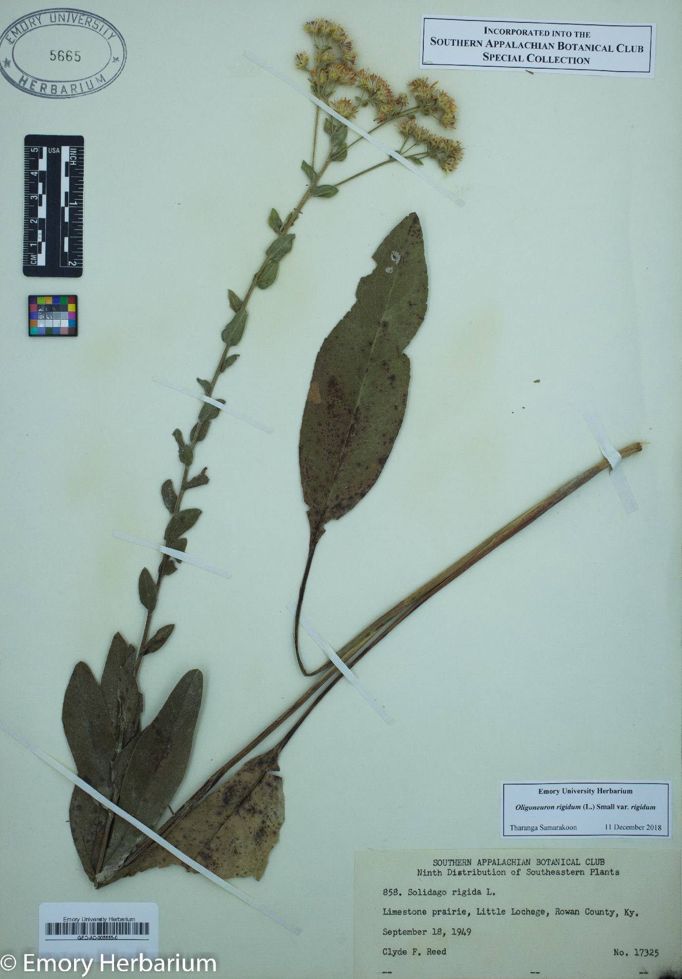 Oligoneuron rigidum var. rigidum image