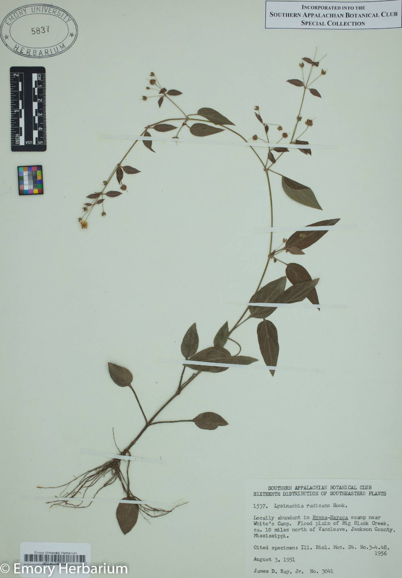 Lysimachia radicans image