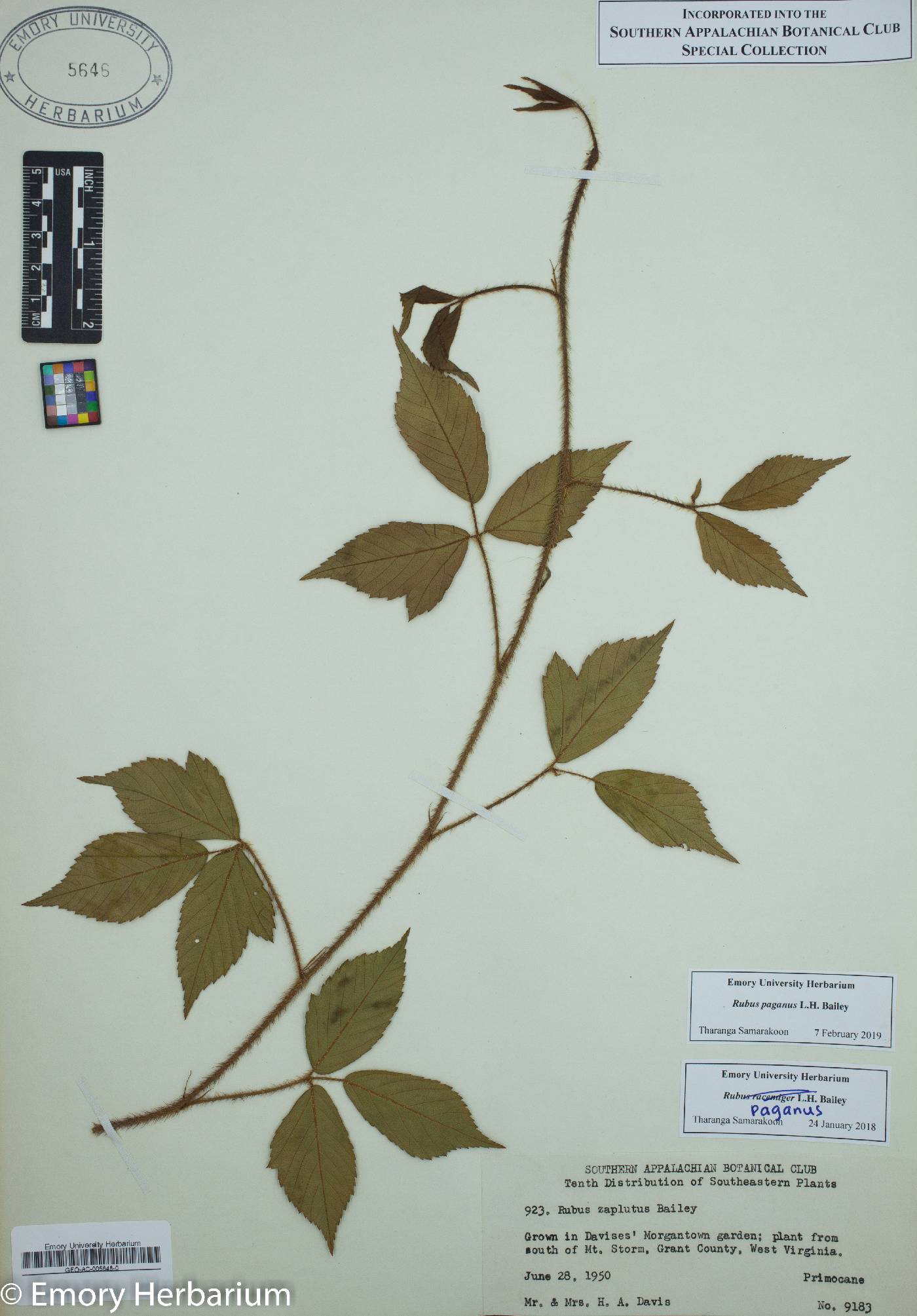 Rubus paganus image