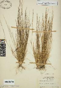 Aristida dichotoma image