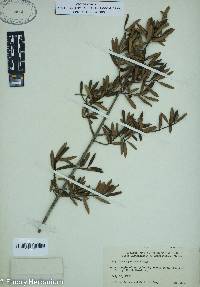 Ilex myrtifolia image