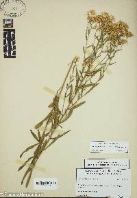 Sericocarpus linifolius image