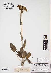 Packera tomentosa image