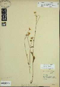 Erigeron quercifolius image