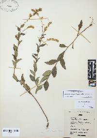 Image of Solidago brachyphylla