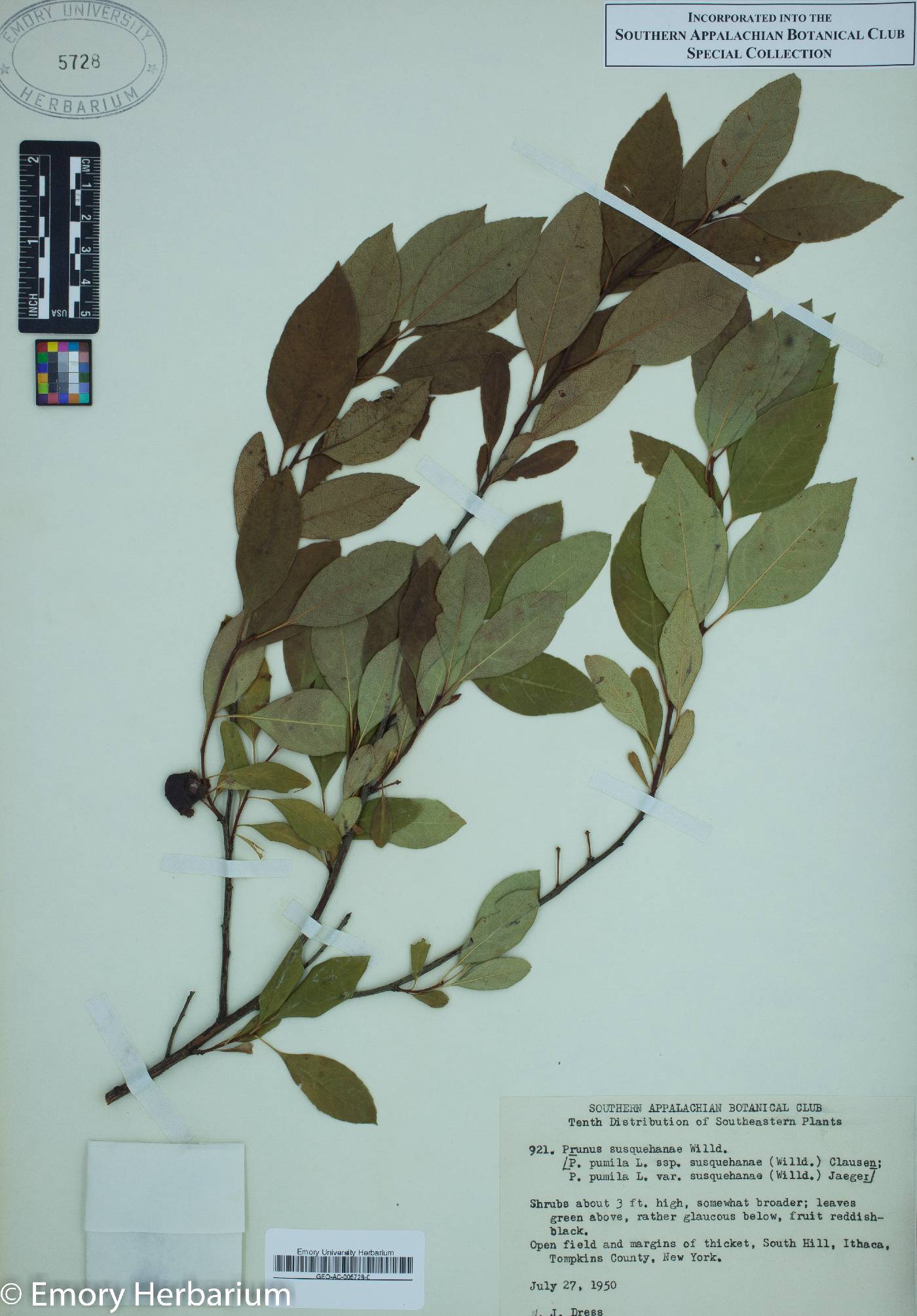Prunus susquehanae image