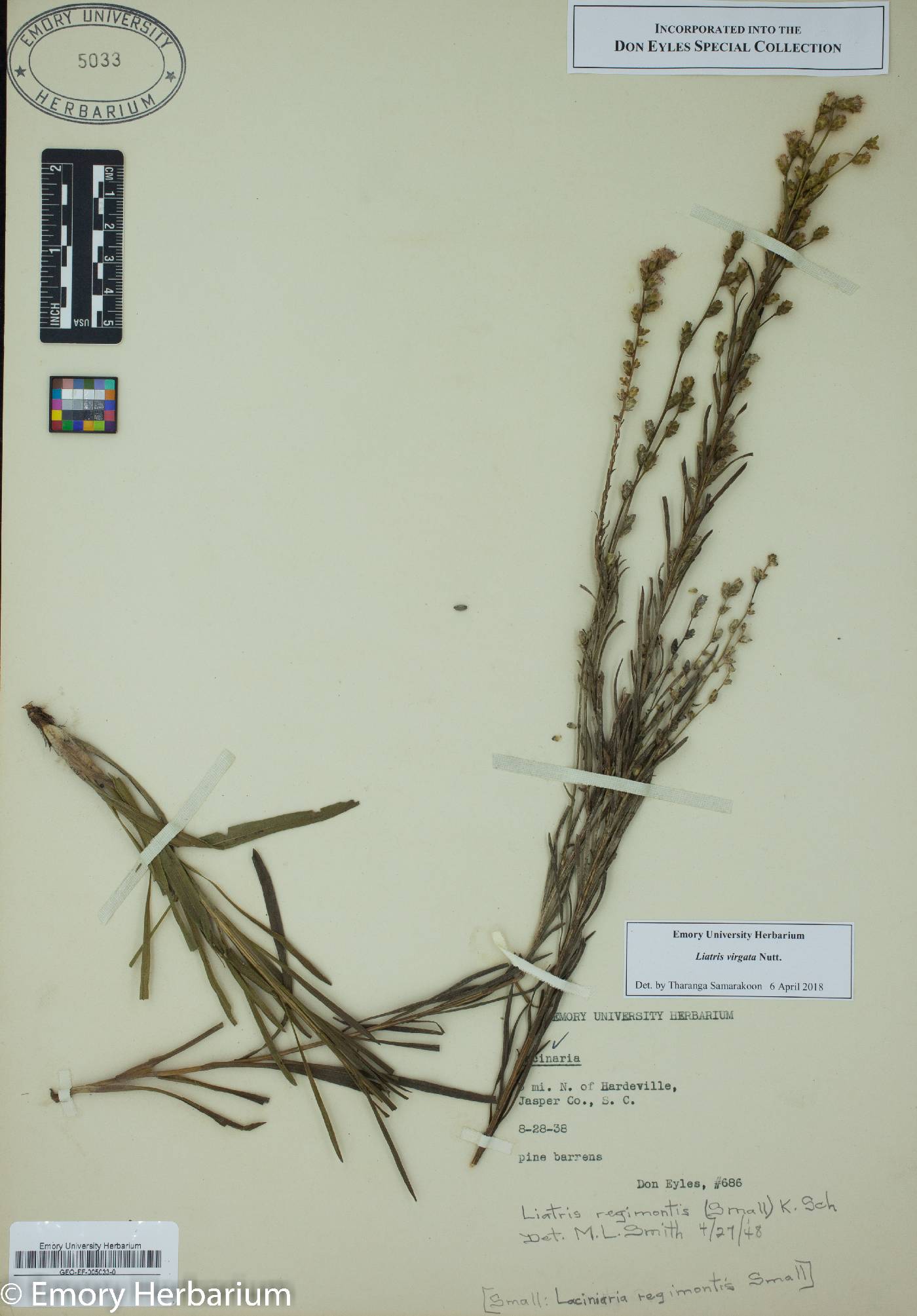 Liatris virgata image