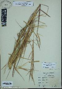 Andropogon glomeratus image