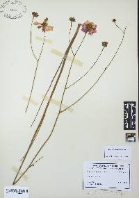 Image of Coreopsis nudata