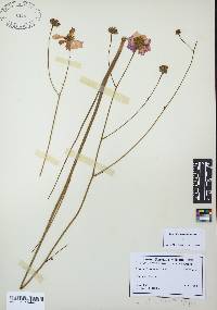 Coreopsis nudata image