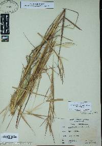 Andropogon glomeratus image