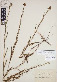 Ludwigia suffruticosa image