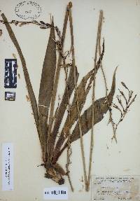 Manfreda virginica image