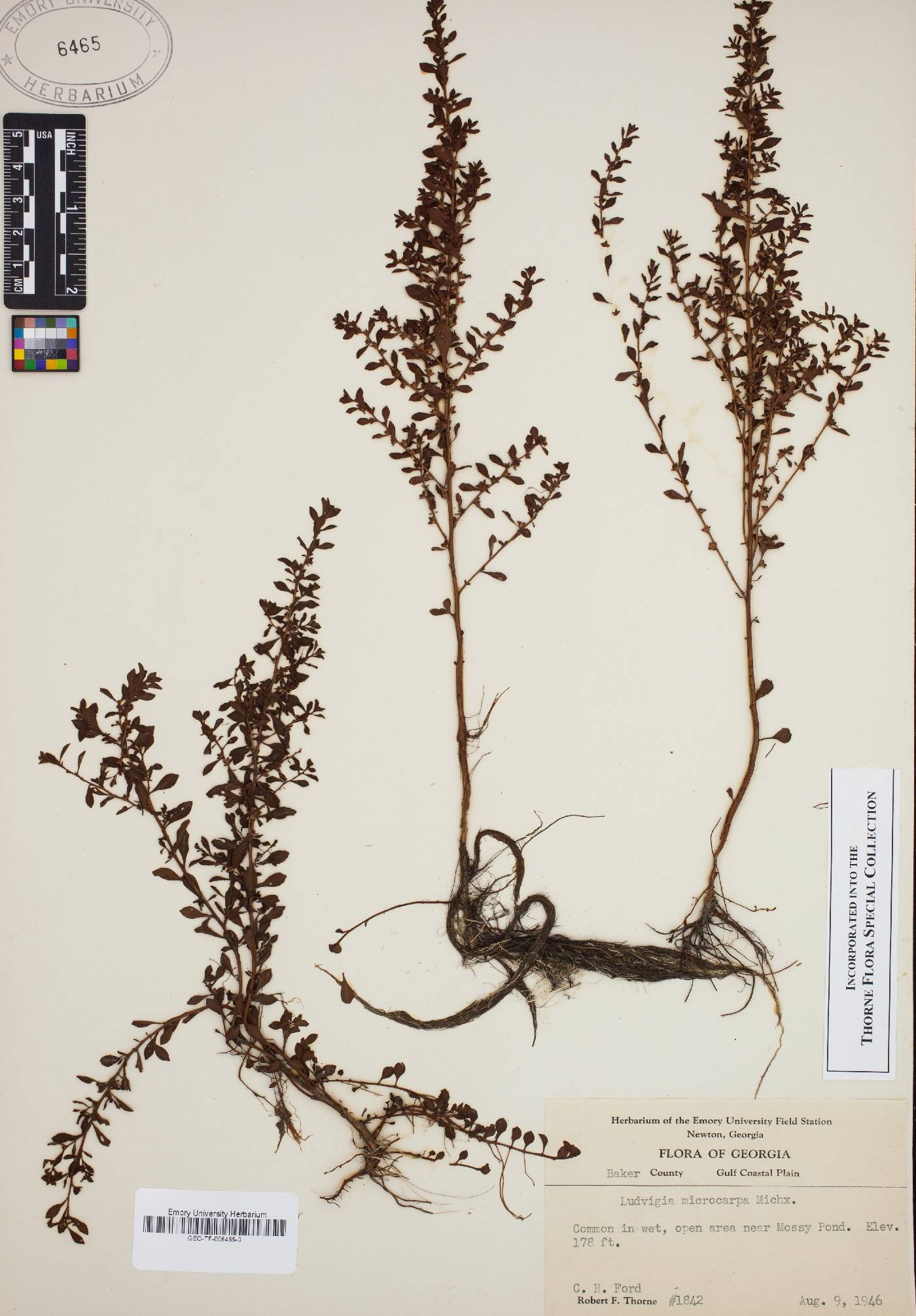 Ludwigia microcarpa image