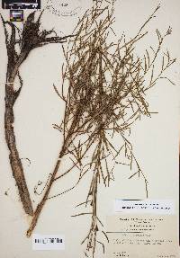 Ludwigia linearis image