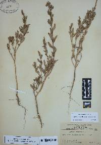 Atriplex cristata image