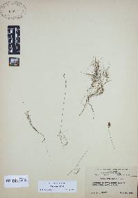 Utricularia gibba image