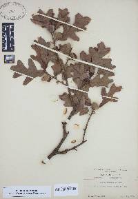 Quercus margaretta image