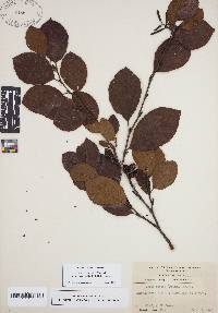 Alnus incana subsp. rugosa image