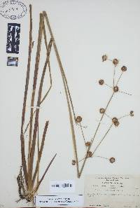 Juncus polycephalos image