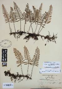 Pleopeltis polypodioides image