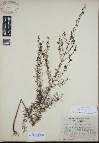 Seymeria cassioides image