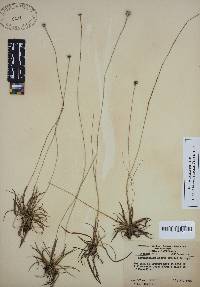 Lachnocaulon anceps image