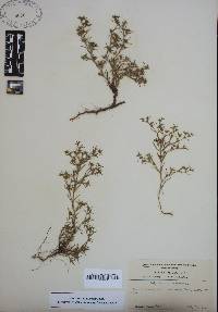 Polypremum procumbens image